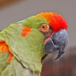 Psitaccidae – Ara rubrogenys (Red-fronted Macaw)