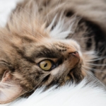 Photo by JenniferBayers