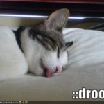 funny-pictures-sleeping-drooling-cat