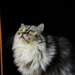 Photo by Daniel Cruz