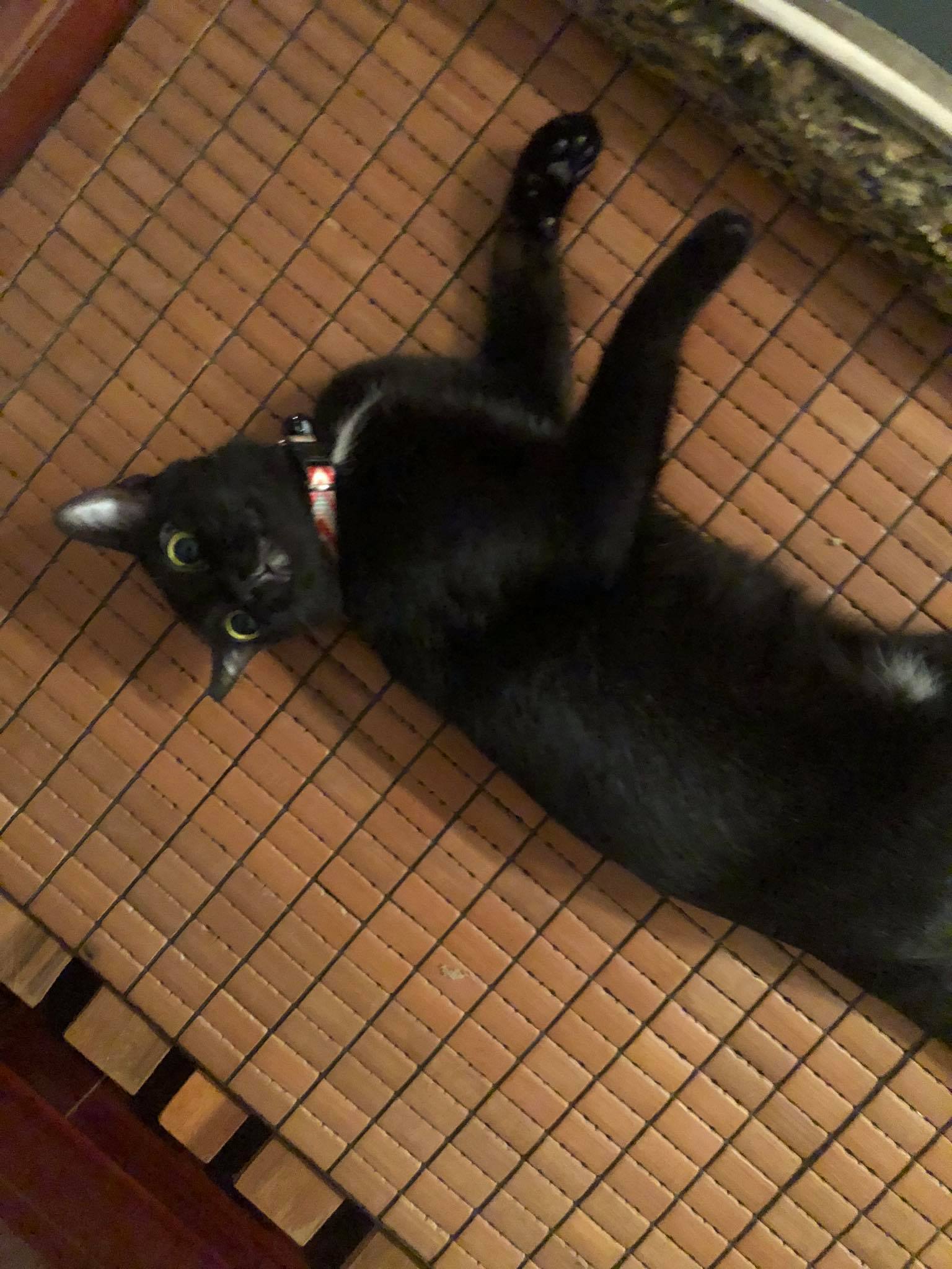 A bombay cat flopping on a mat. How about that?