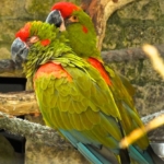 Red fronted macaw