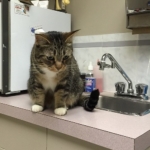 This is the face of a #cat that poops at the vet. Sigh