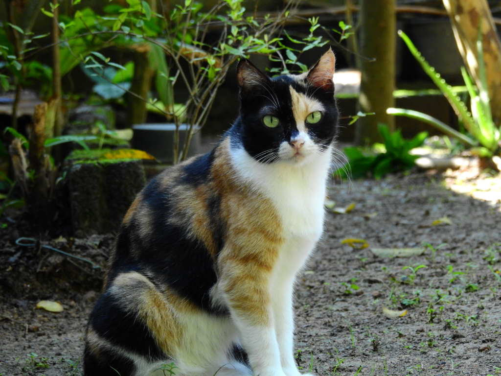 British shorthair with calico coat