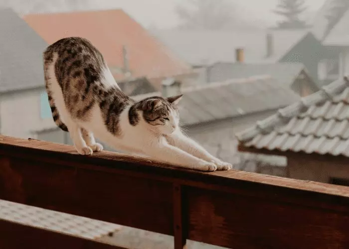 cats are flexible