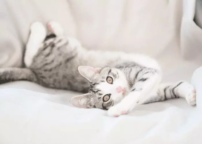 cats are flexible