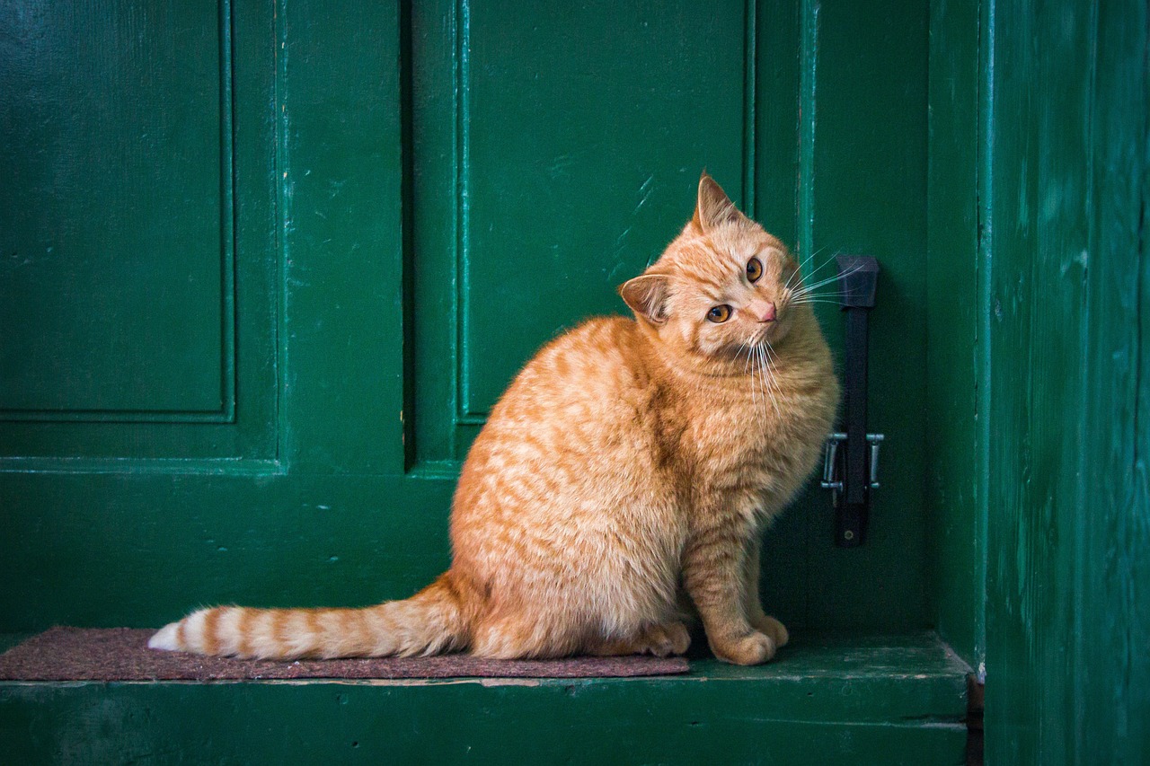 Why Are Cats So Flexible?