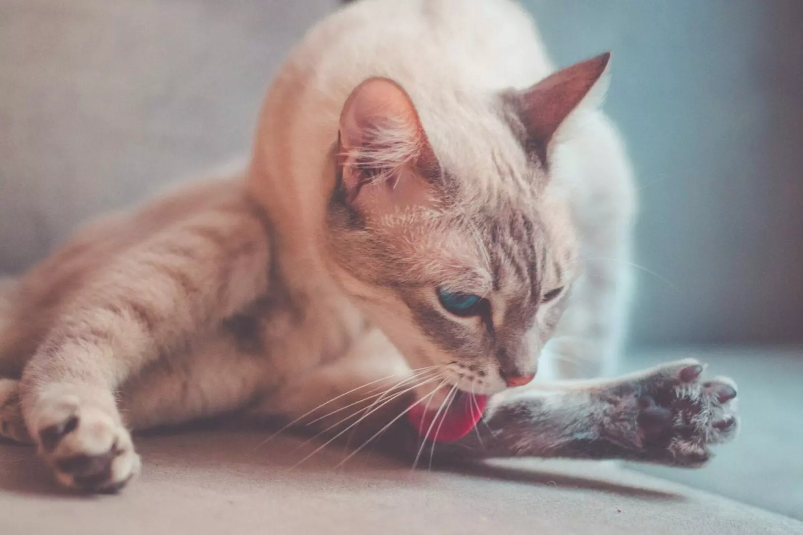 why are cats so flexible?