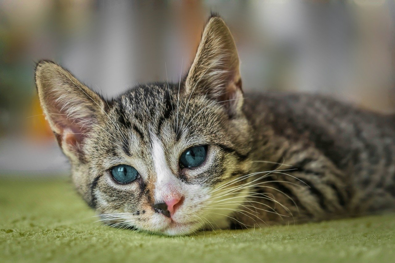 Fun Facts About Cat Fur You May Not Have Known