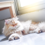 Photograph of a reclining ginger and cream fluffy cat, relaxed, on a white tile floor.