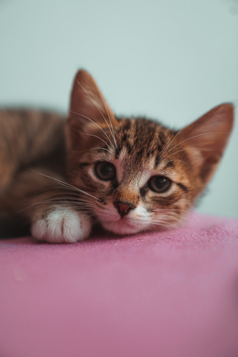 Smart Cat Saves Himself by Trying to Get into Apartment, Immediately Melts into a Warm Lap Once He's Safe