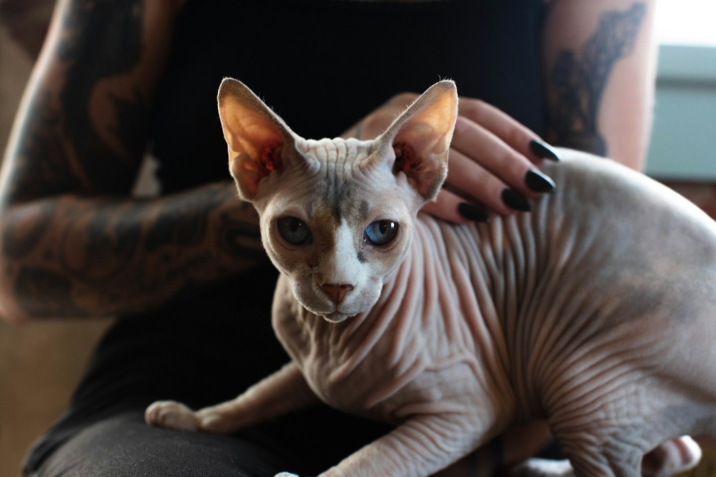 white and brown sphynx hairless cat on persons lap