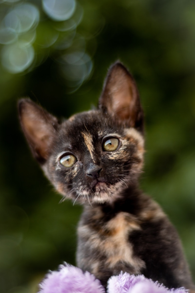 black and brown tortoiseshell cat on green grass during daytime