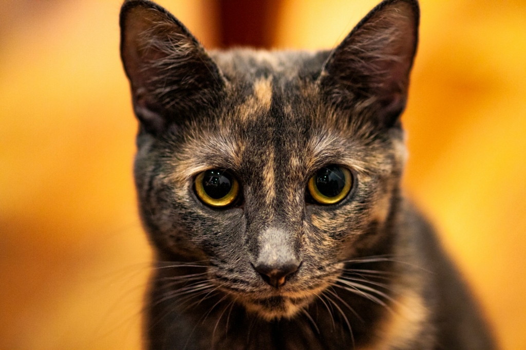 short-haired tortoiseshell cat