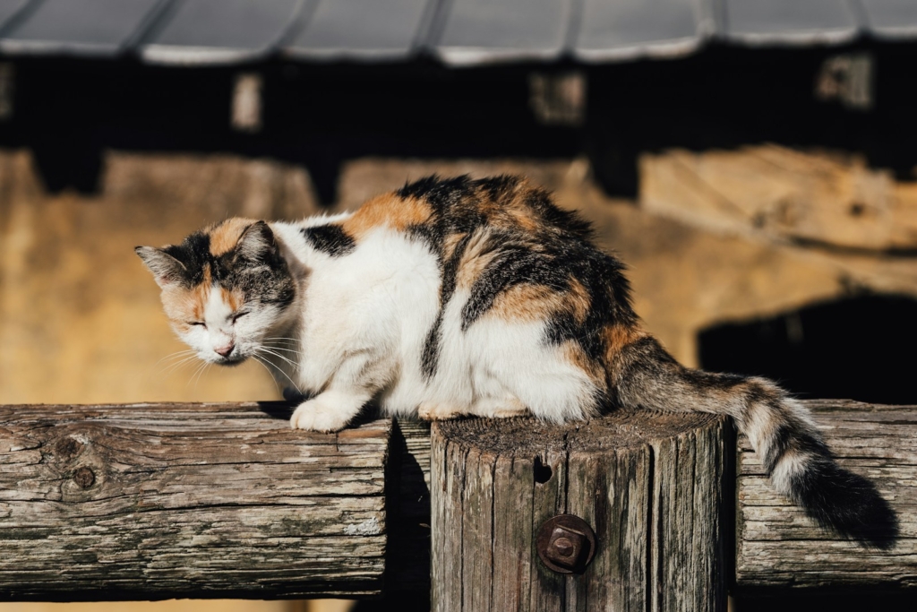 a cat sitting on top of a wooden fence