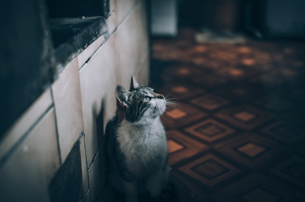 Stray Cat Steps into a Home for the First Time After Being Outside for Years, His World Completely Changes