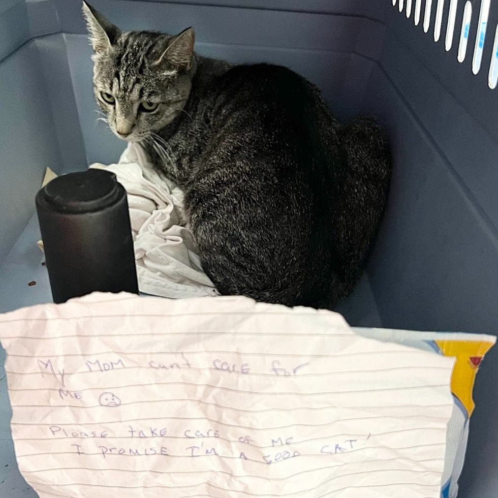 Rescued Tabby's Miraculous Maternity
