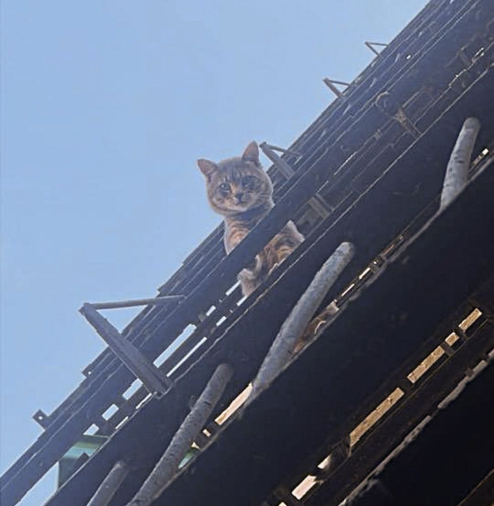stray cat building