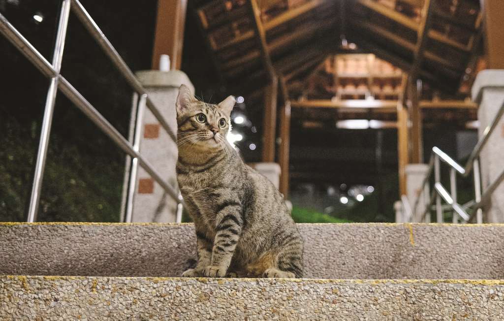 Sterilised community cat. Image credit: Kevin Yang Photography