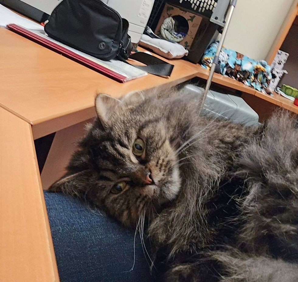 lap cat snuggles