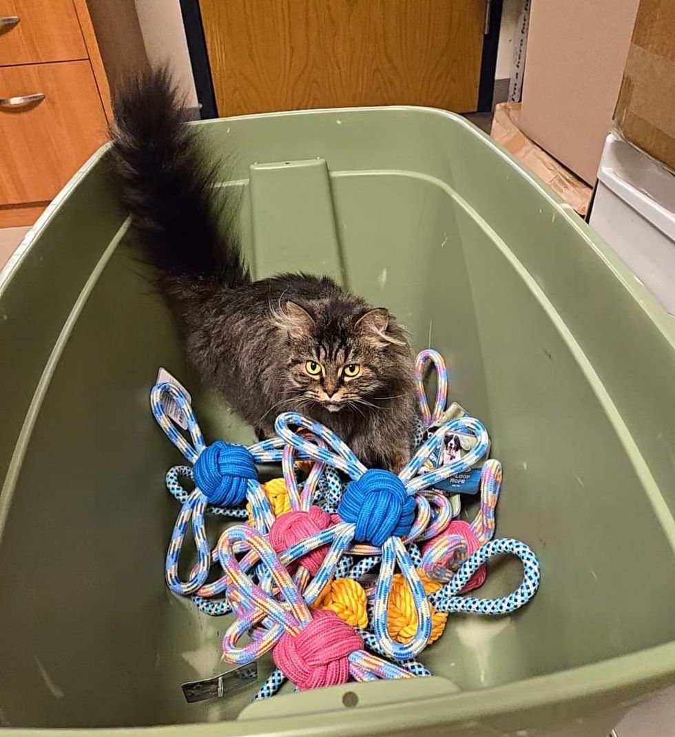 cat inspects toys