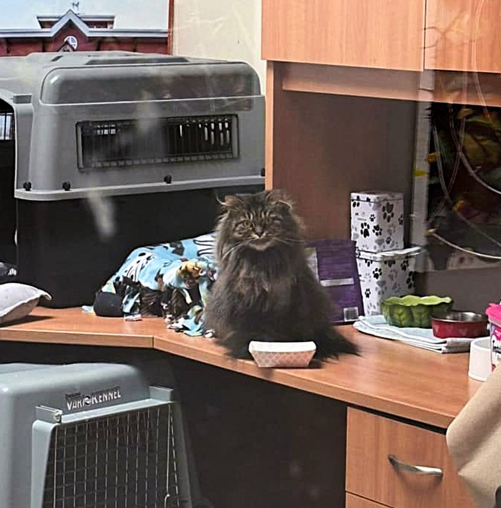 fluffy cat waits in office