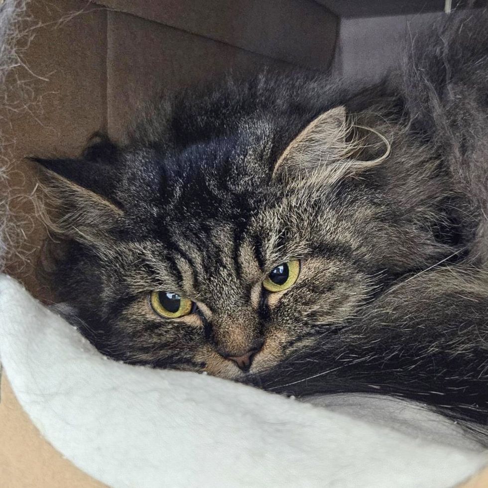 shelter cat hiding