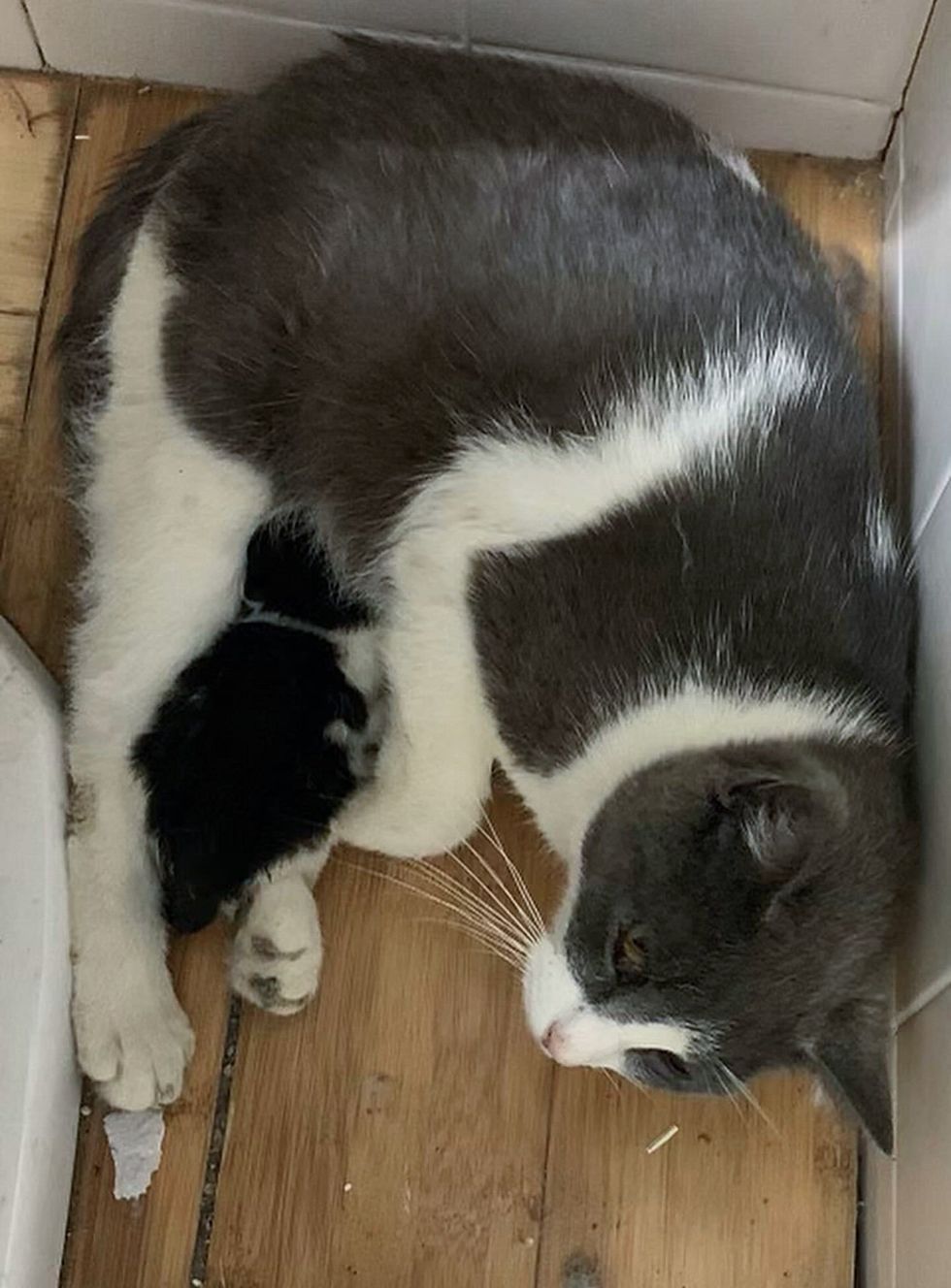 cat nursing kitten