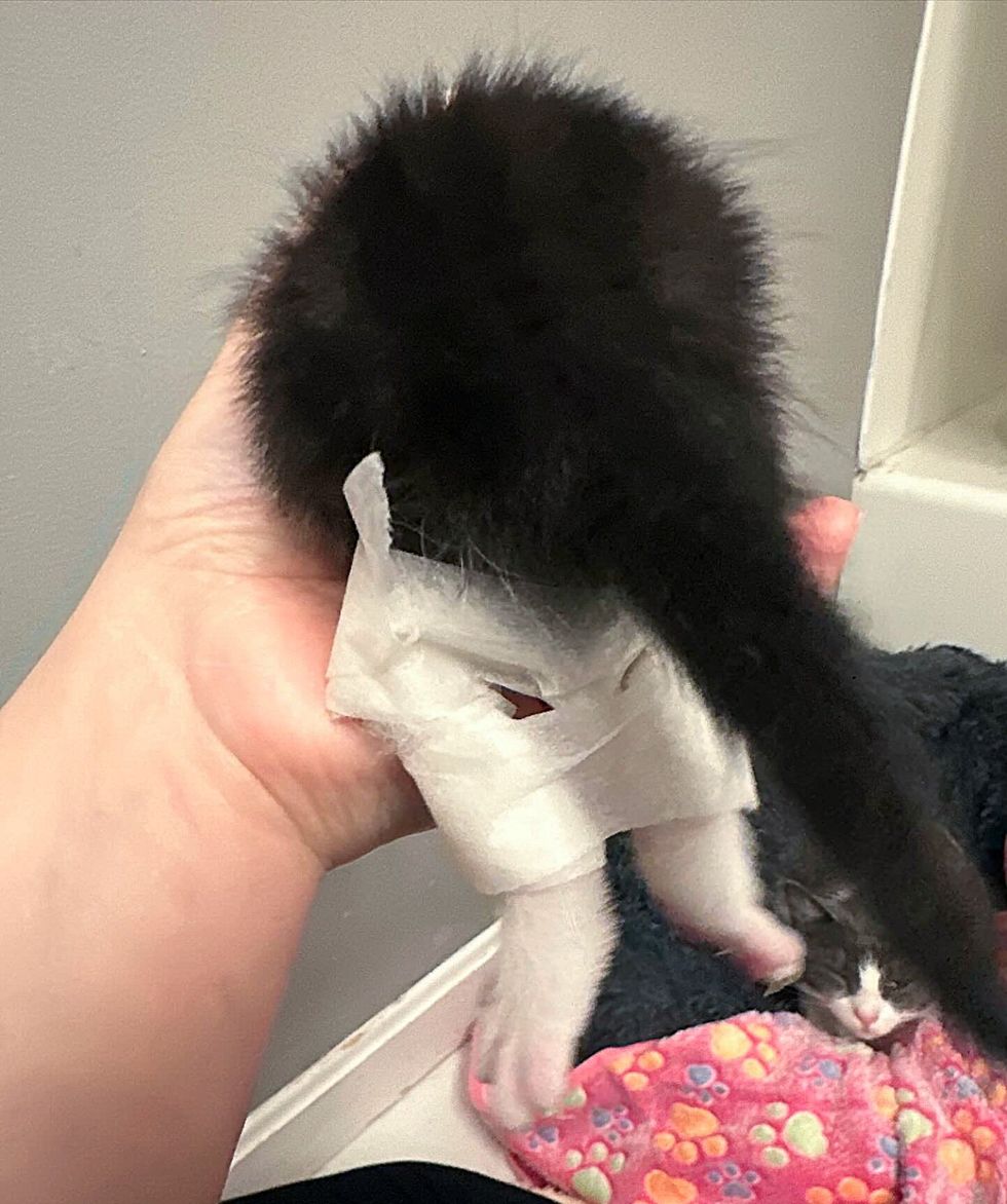 kitten wears tiny braces