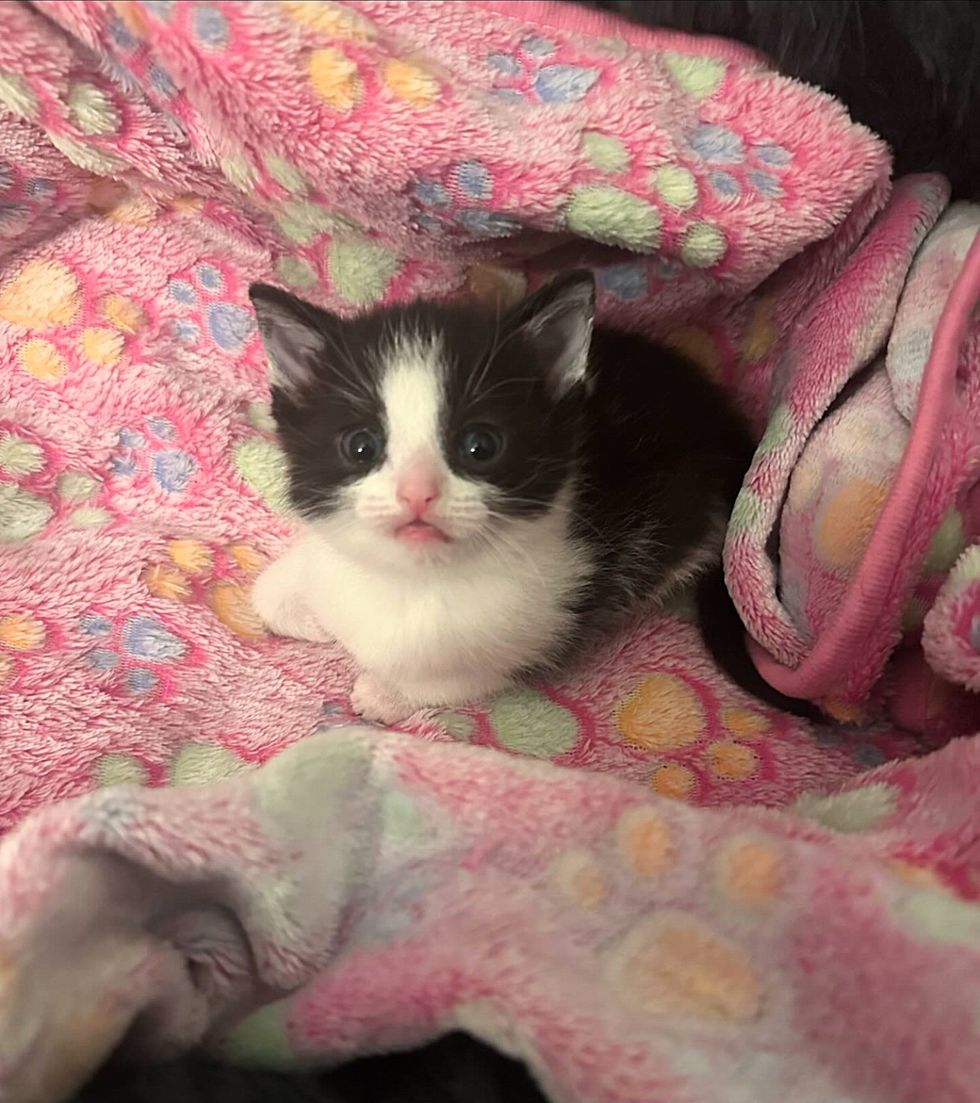 tiny kitten sweet