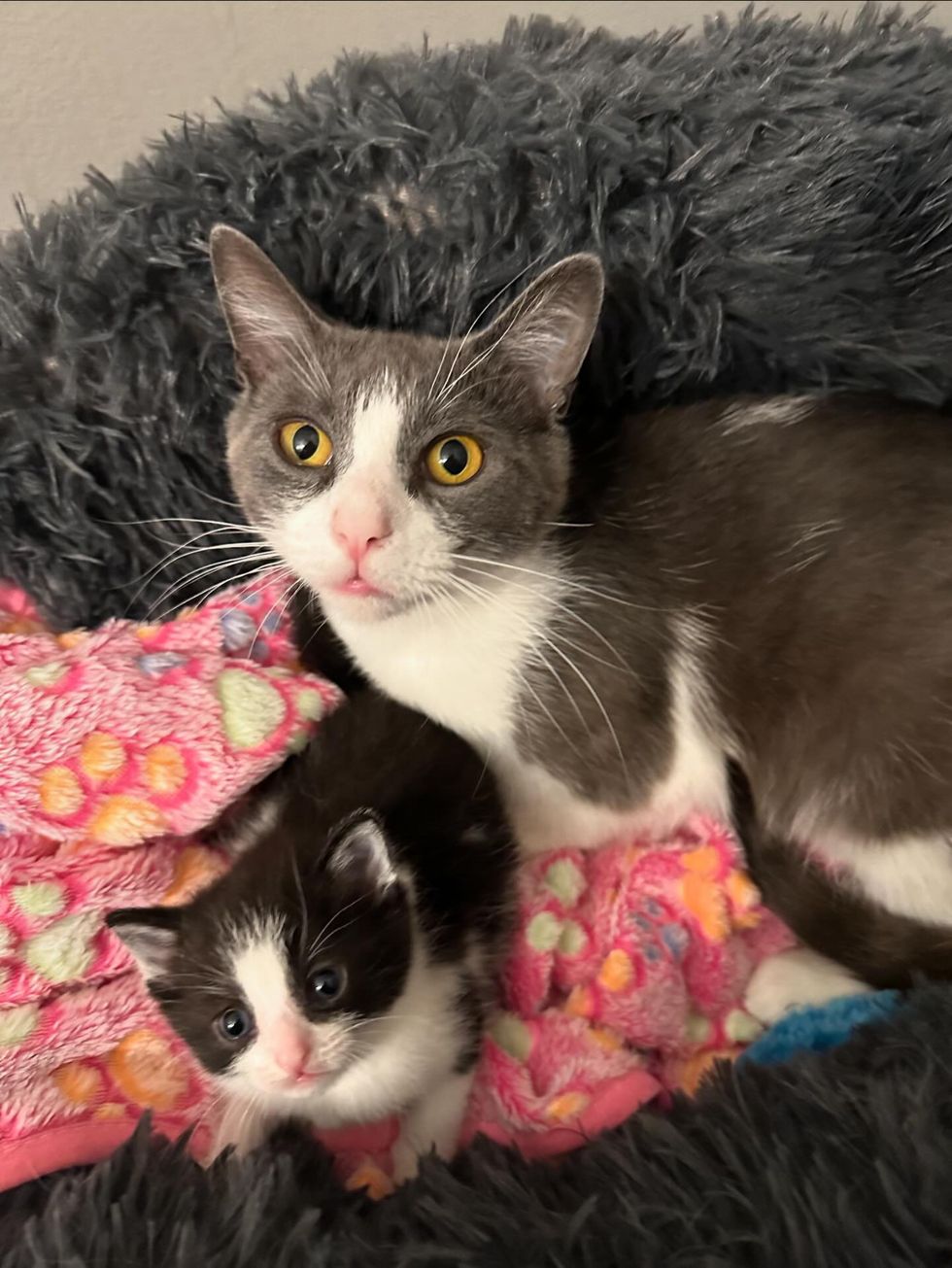 cat kitten sweet