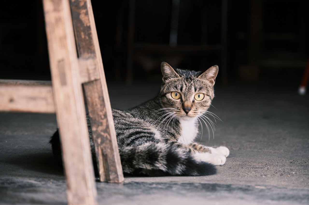 Kind Man Lets a Cat into His Home and Finds Out She Has a Single Kitten that Needs Extra Help