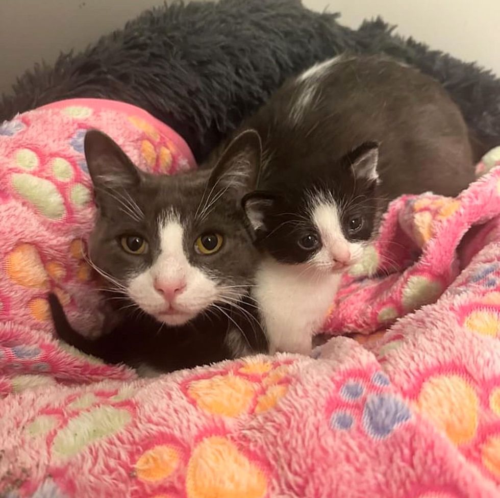 cat snuggles kitten