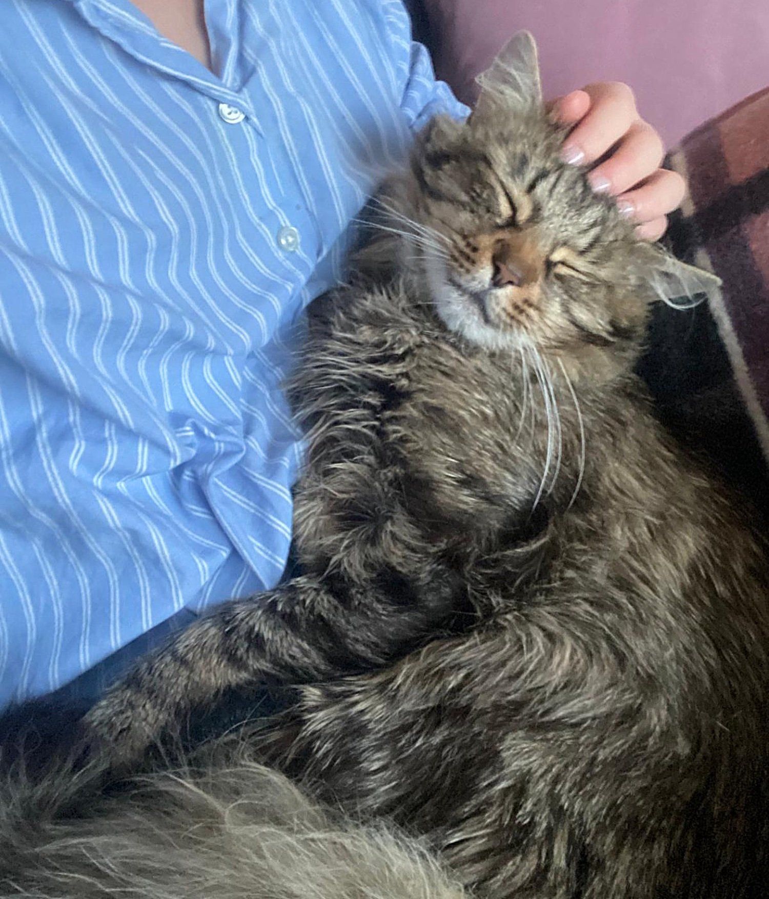 fluffy cat cuddles