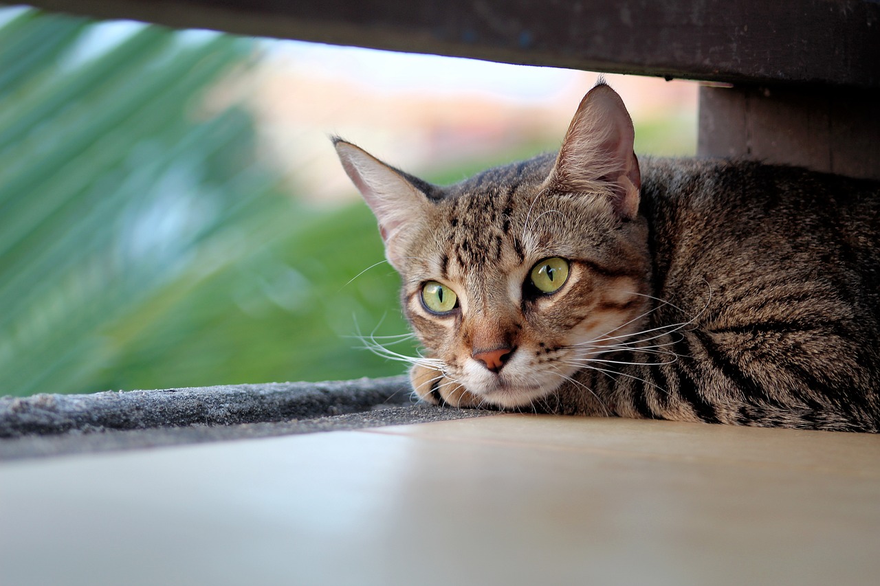 Cat Moves Between Neighbors' Gardens, His Whole World Brightens When He's Held Lovingly in Safe Home