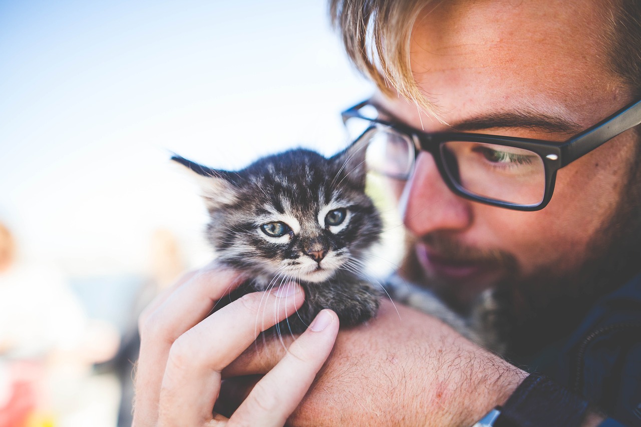 Tortoiseshell Cat: Info, Pictures, Care & Facts - Catster