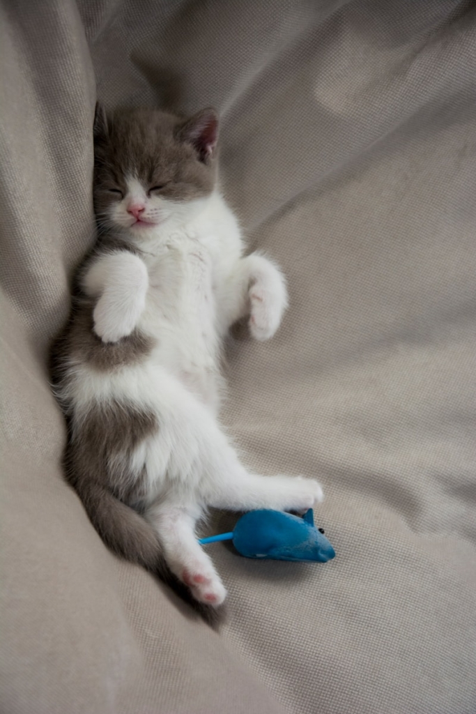 white and gray kitten lying on gray textile and flexing