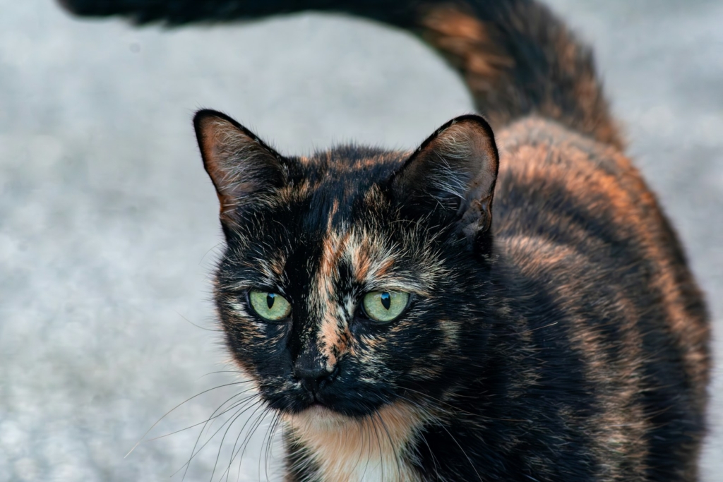 a close up of a tortoiseshell cat with green eyes
