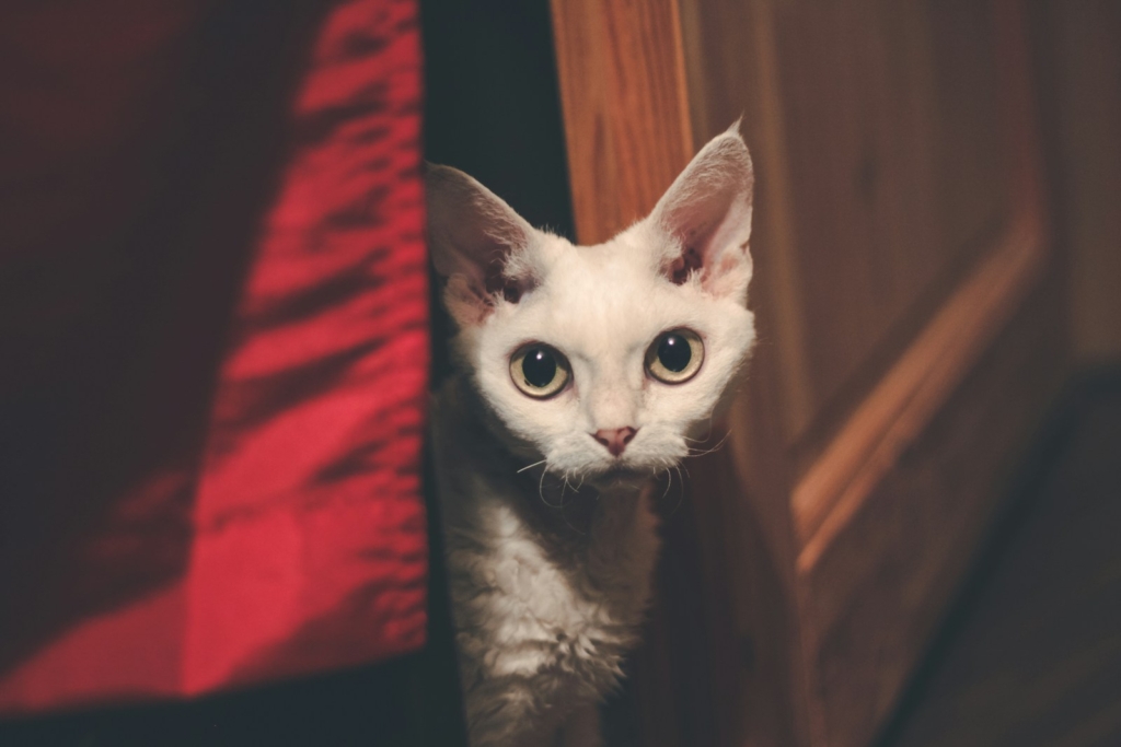 white rex cat on red textile