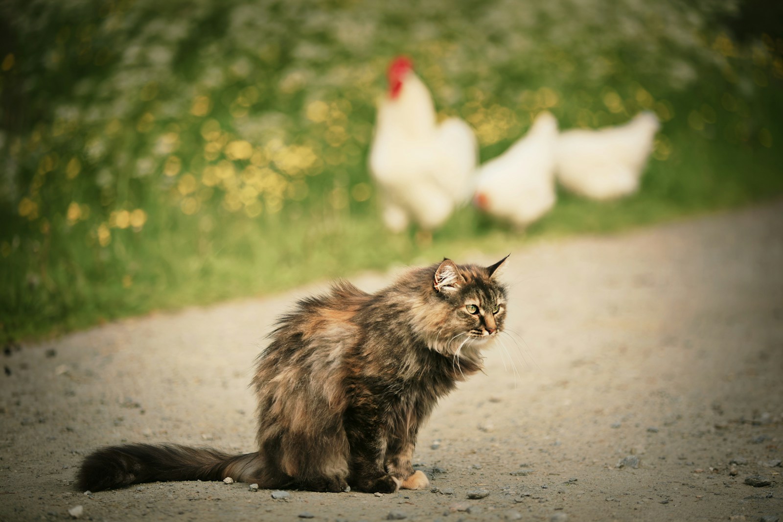 a cat sitting on the side of a road next to chickens