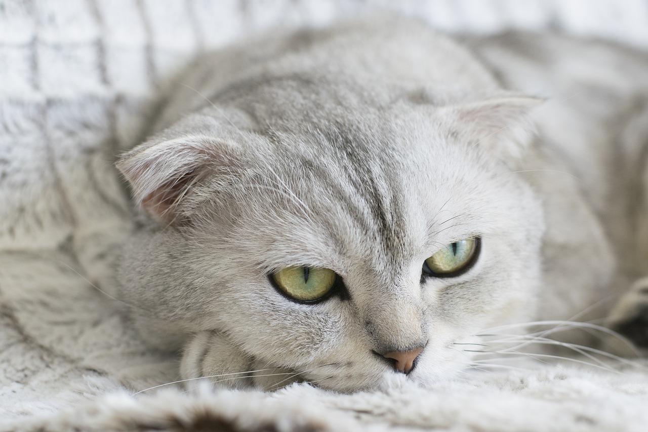 Purr-fectly Aged: Keeping Your Senior Cat Spry and Sassy