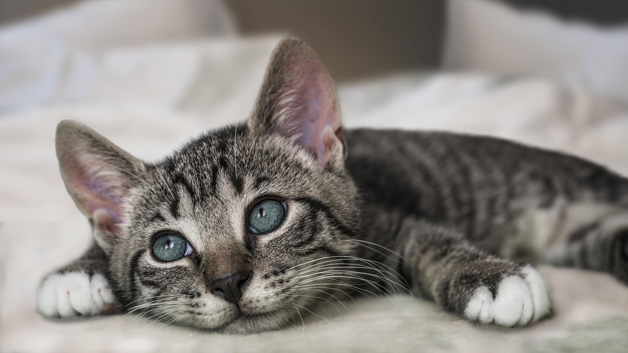 Why Do Cats Wiggle Their Butts Before They Pounce?