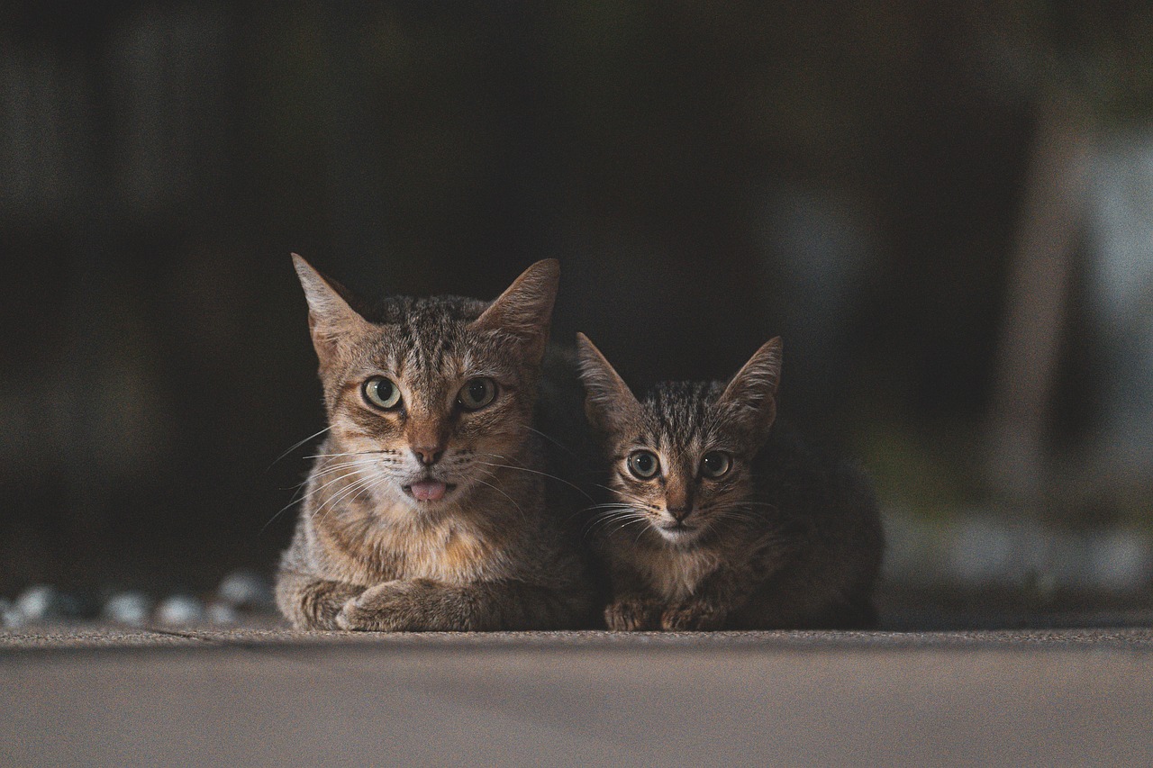 Woman Stops Traffic to Save Kitten on Highway, Later a Cat Decides to Raise the Kitten as Her Own