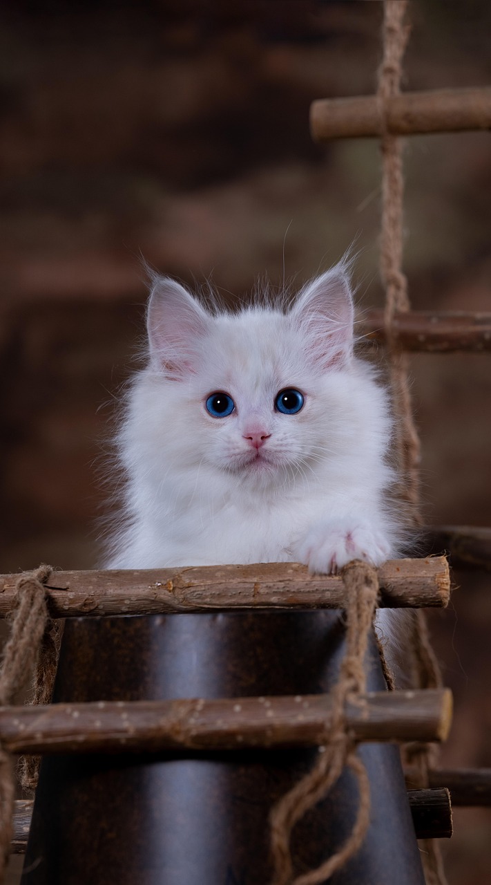 blue-eyed kitten