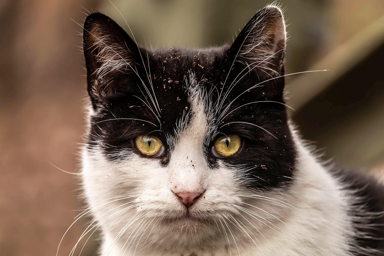 Cat Follows Residents Around the Block Until Help Arrives, Before Long She Has Several Kittens by Her Side