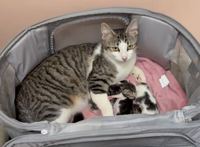 Stray Cat's Journey to Motherhood