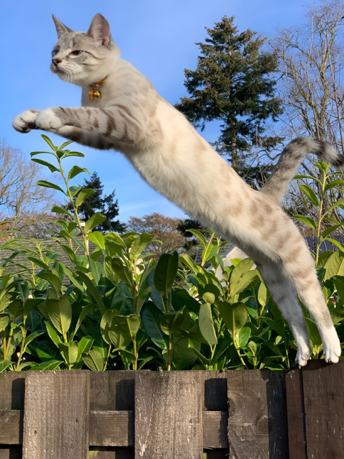 white cat leaping from brown wooden fence during daytime