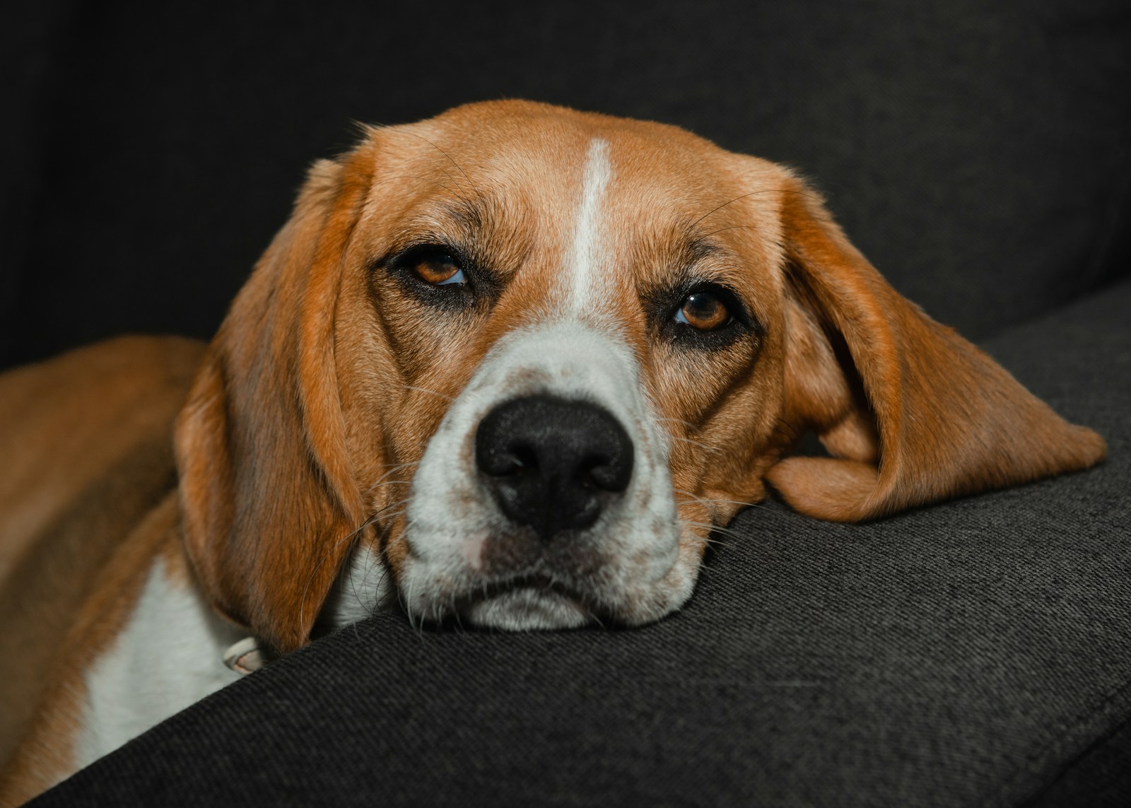 How to Find the Best Dog Bed