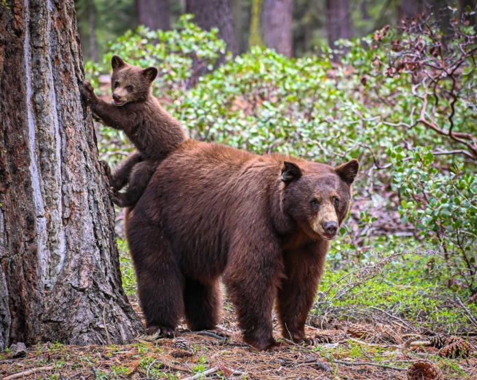 two brown bears standing next to each other in a forest